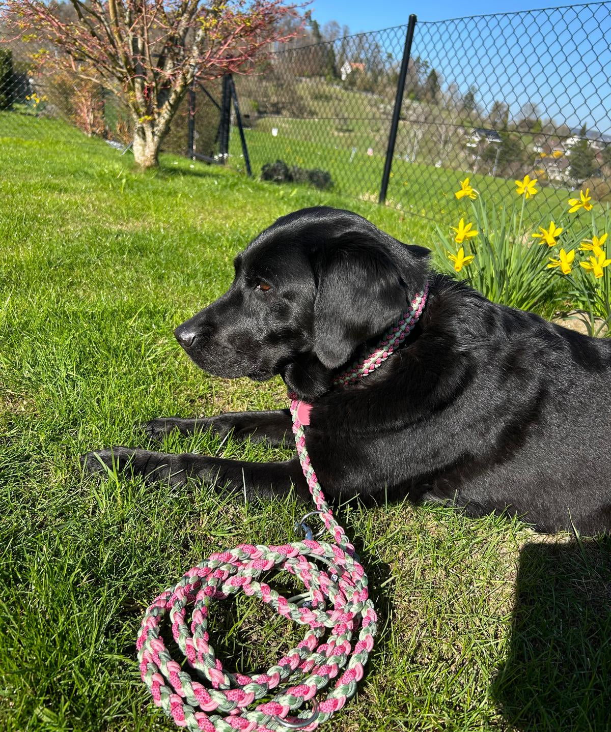 Paracord Halsband Hund pink grün