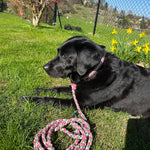 Paracord Halsband Hund pink grün