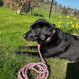 Paracord Halsband Hund pink grün