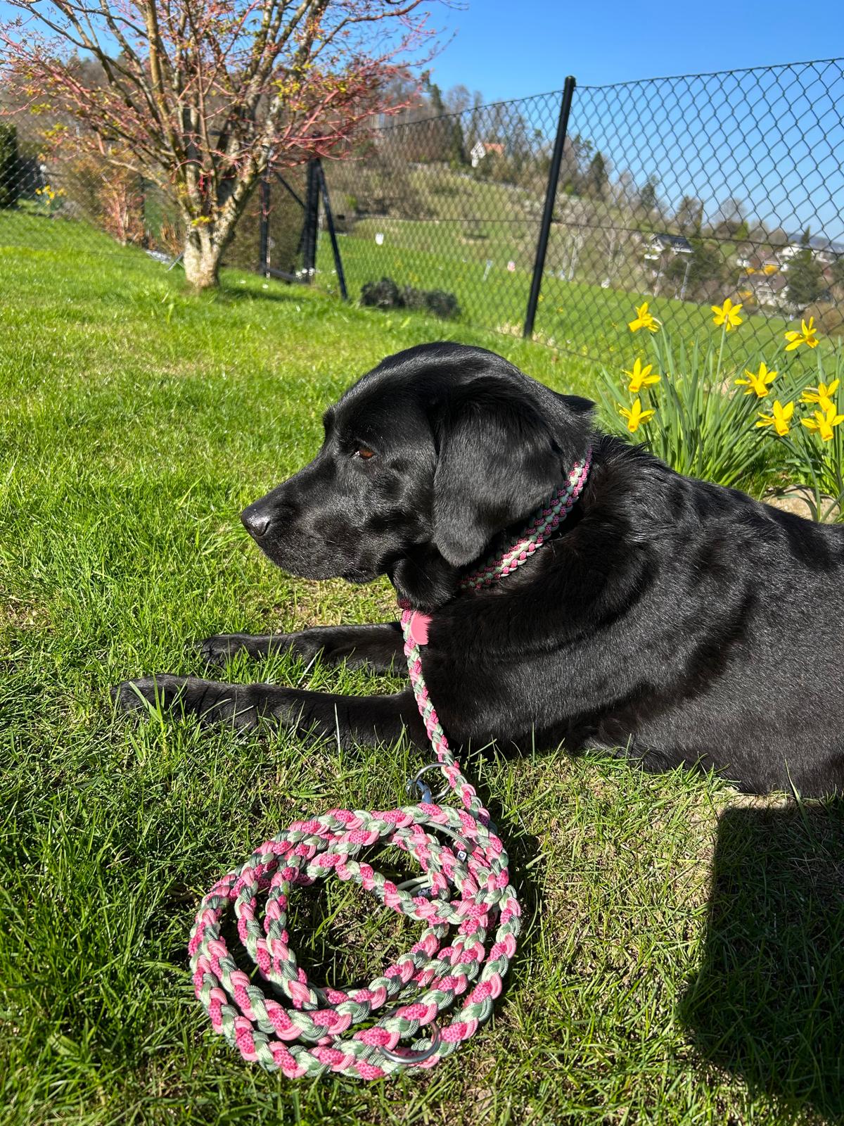 Paracord Halsband Hund pink grün