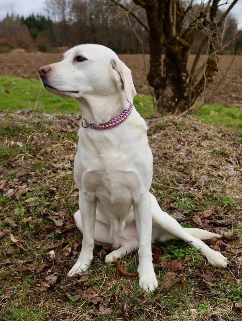 Individuelles Paracord Hundehalsband
