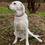 Individuelles Paracord Hundehalsband