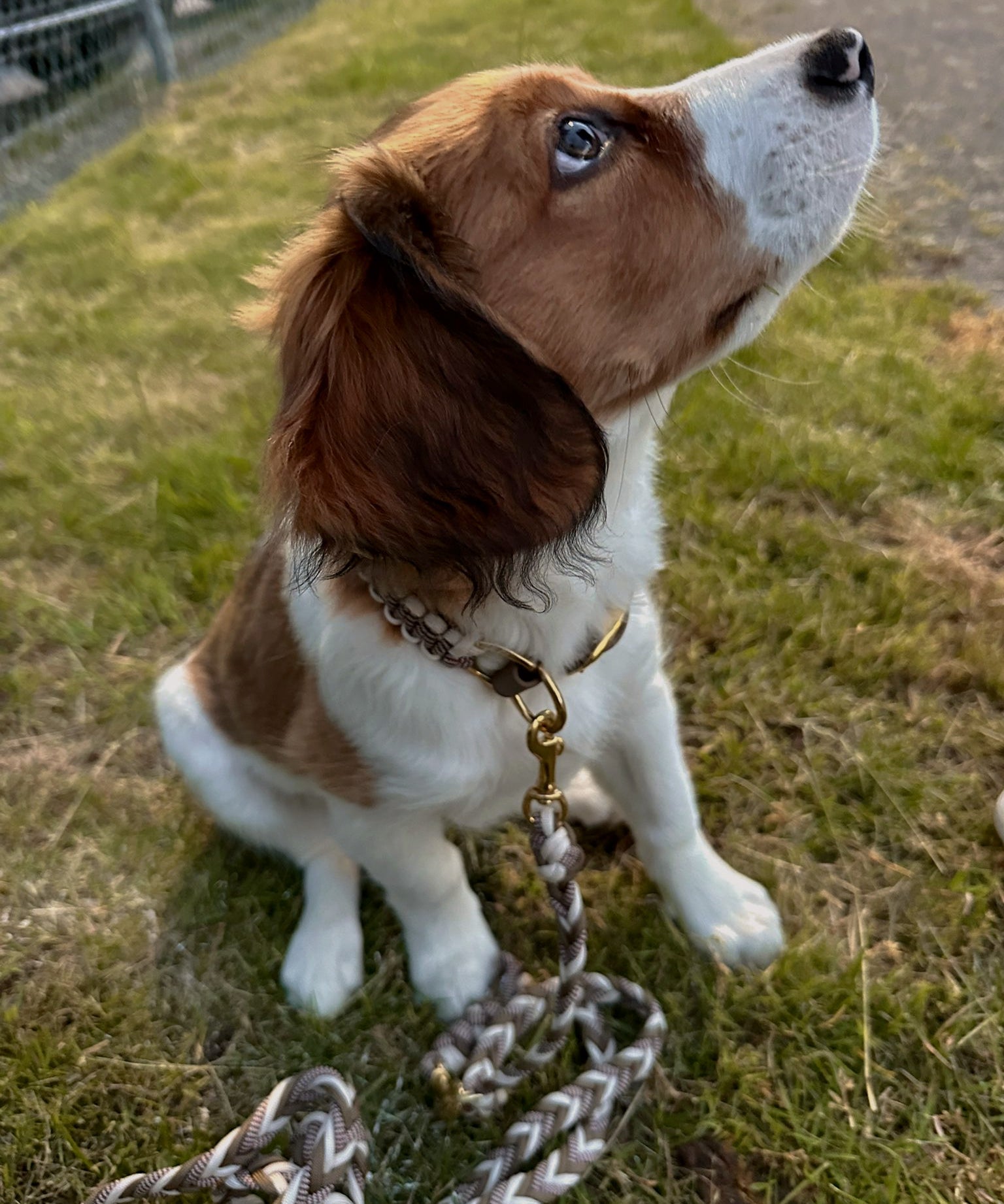 Handgefertigtes Hundehalsband braun