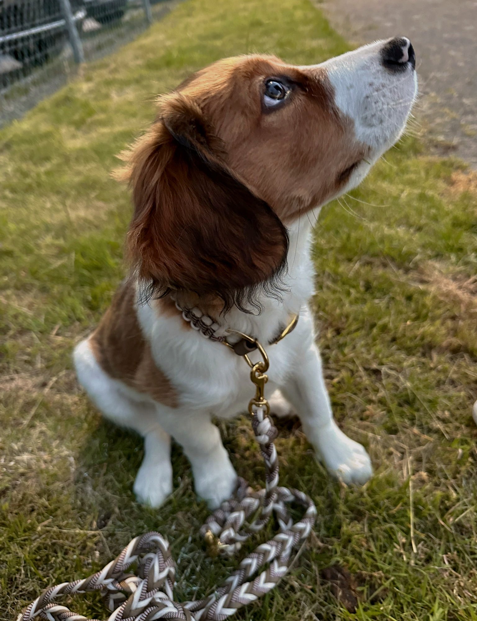 Handgefertigtes Hundehalsband braun