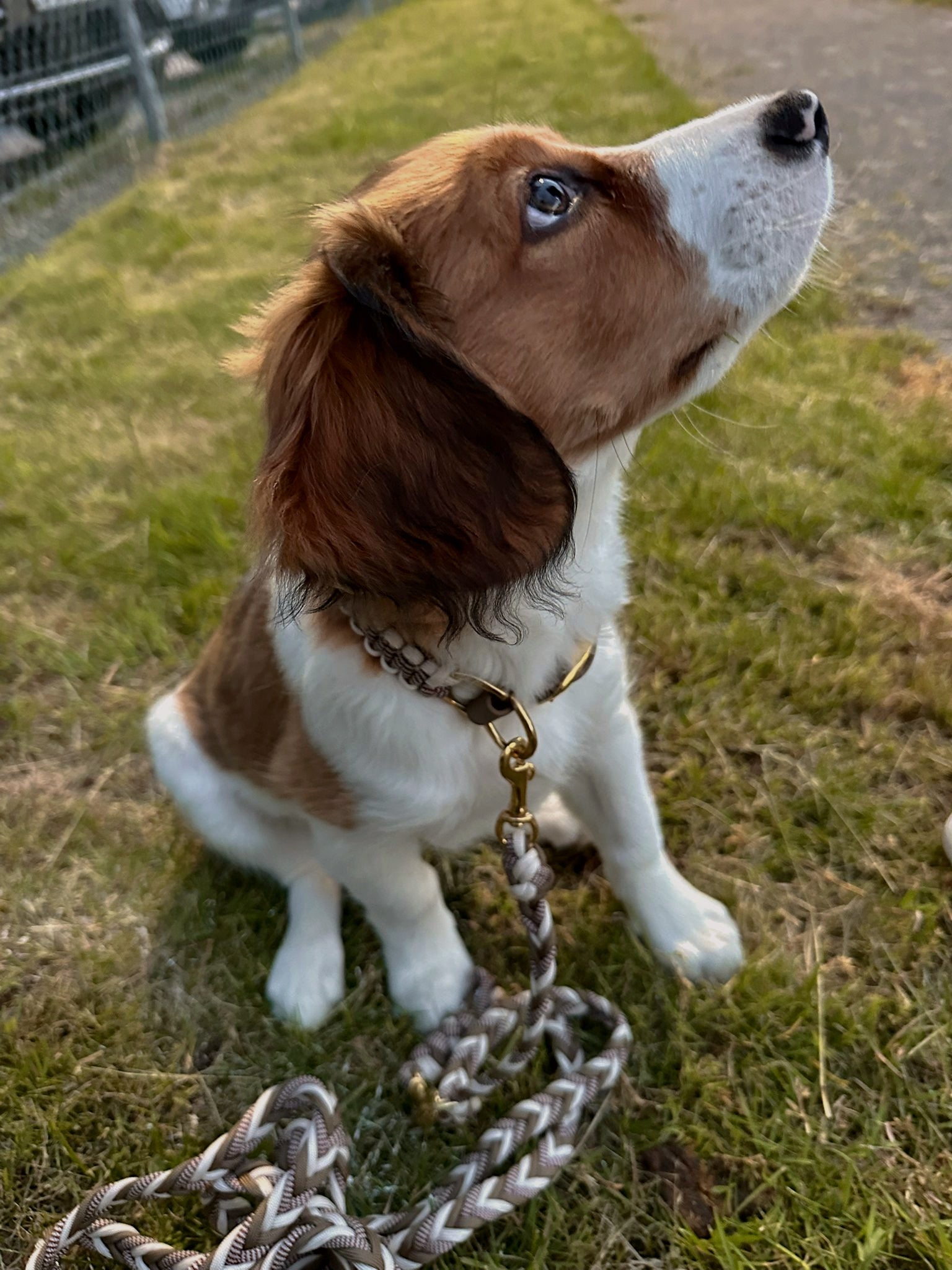 Handgefertigtes Hundehalsband braun