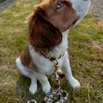 Individuelles Hundehalsband klein