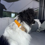 Signature Pumpkin Halsband