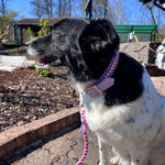Paracord Halsband Hund pink