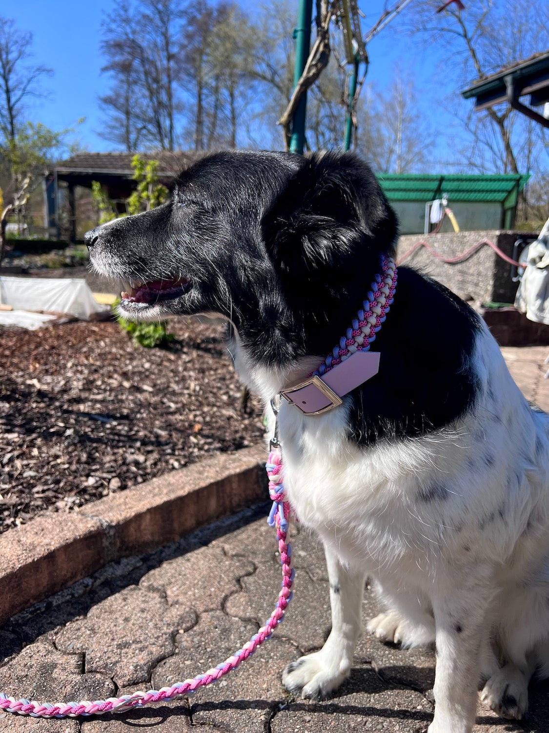 Paracord Halsband Hund pink