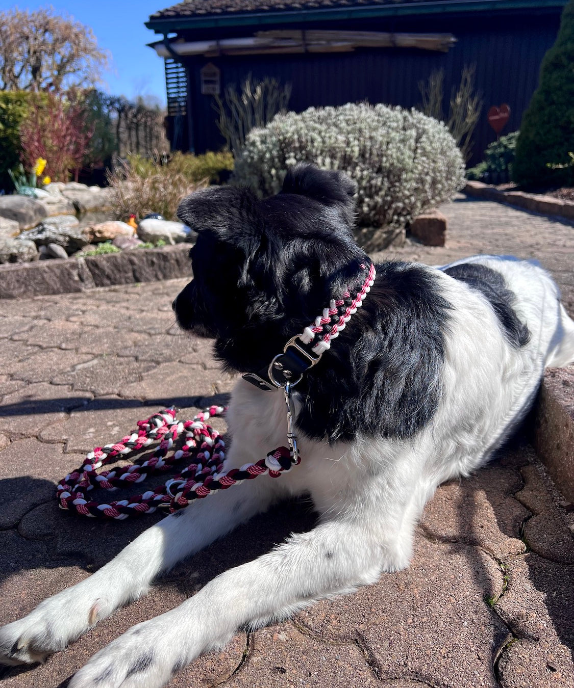 Paracord Hundehalsband rot