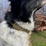 Biothane Hundehalsband grün