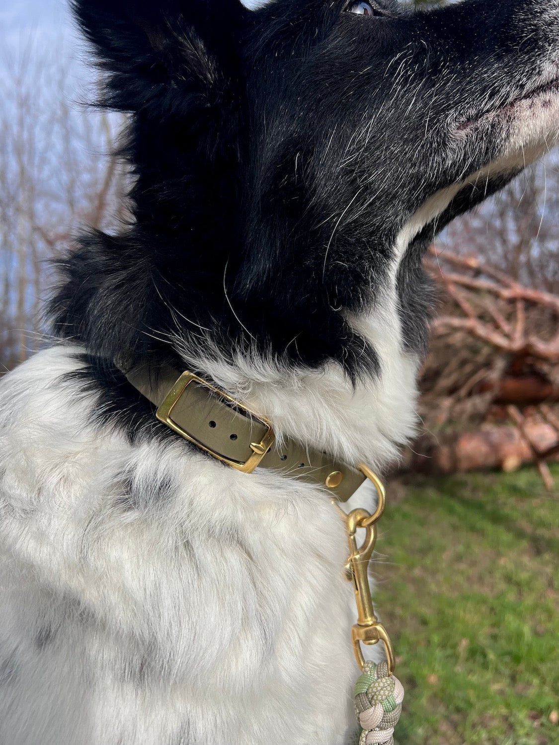 Biothane Hundehalsband grün