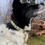 Paracord Hundehalsband grün