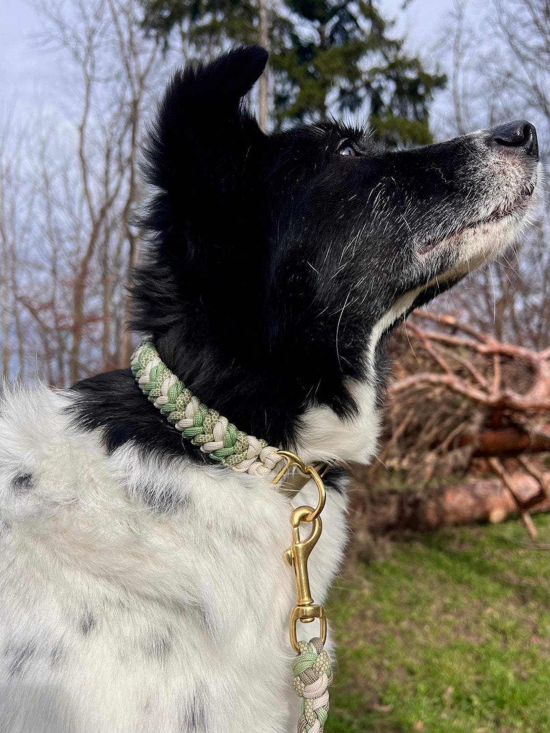 Paracord Hundehalsband grün