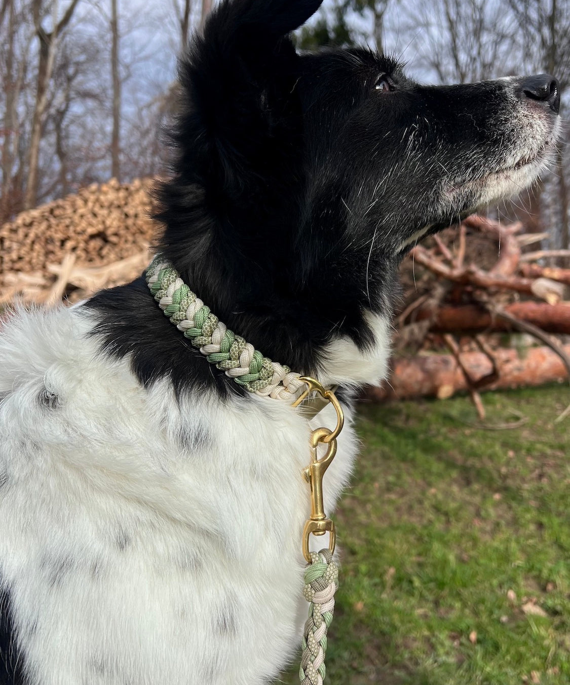 Paracord Halsband Hund grün