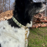 Paracord Halsband Hund grün