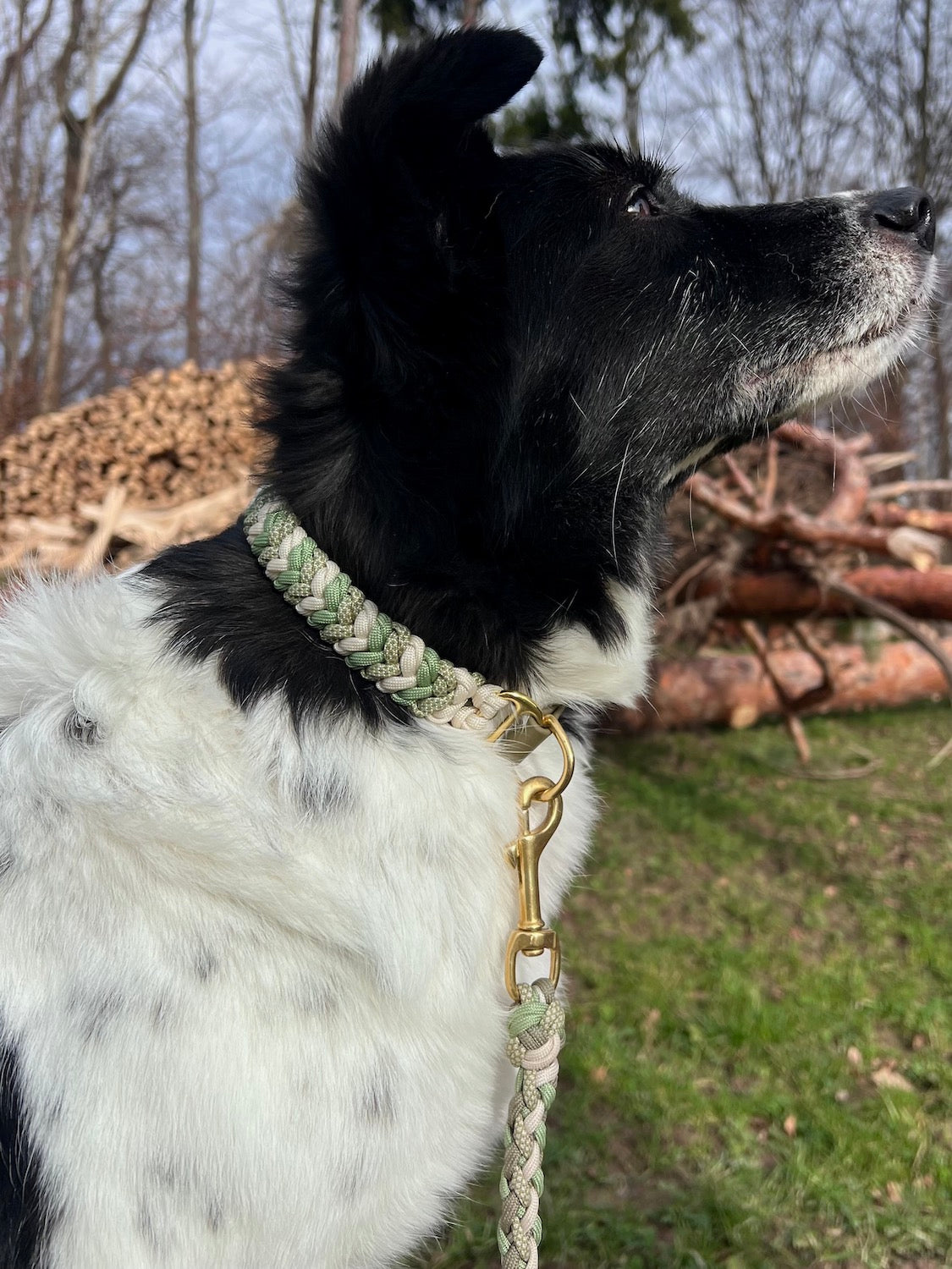 Paracord Halsband Hund grün