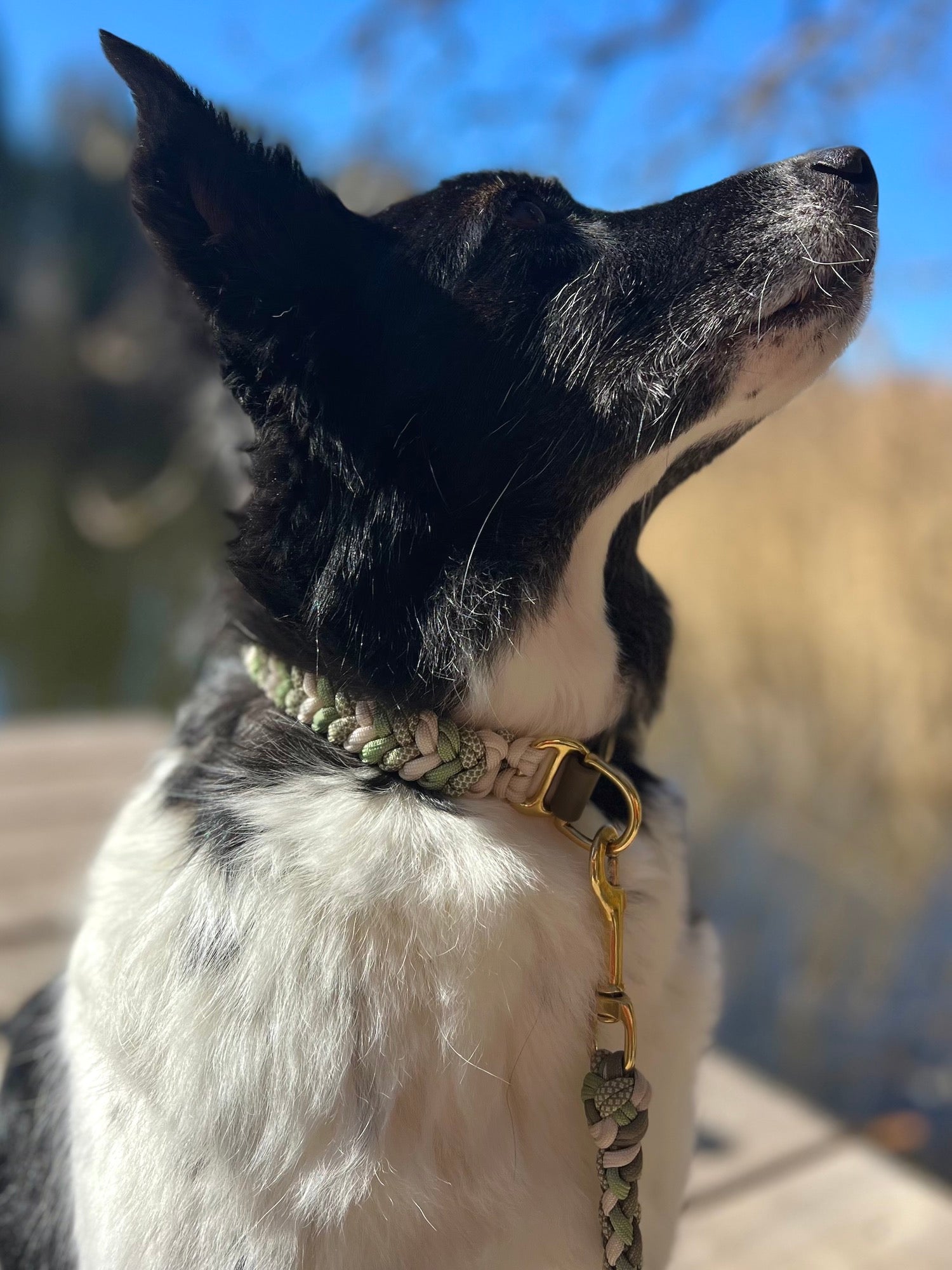 Personalisierbares Hundehalsband