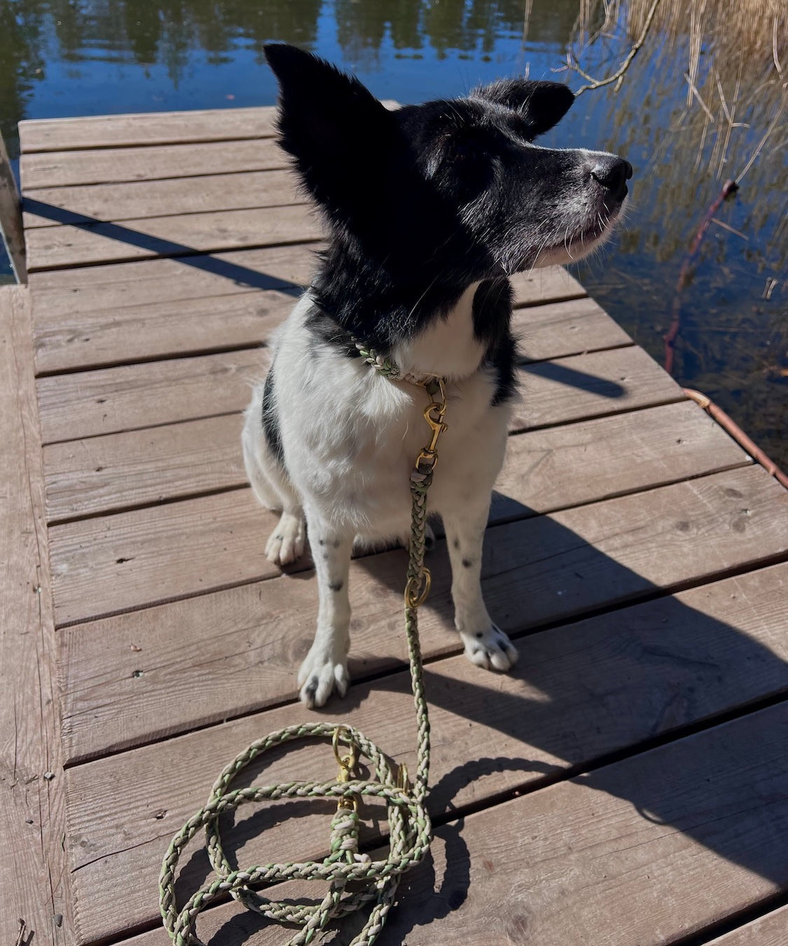 Hundeleine Paracord selbst gestalten