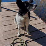 Hundeleine Paracord selbst gestalten