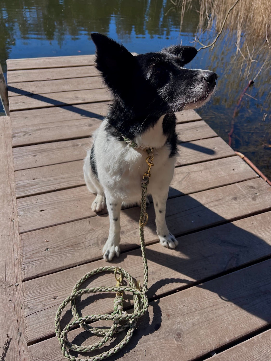 Hundeleine Paracord selbst gestalten