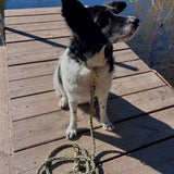 Hundeleine Paracord selbst gestalten