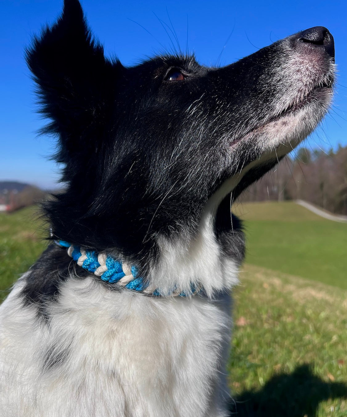 Handgefertigtes Hundehalsband blau