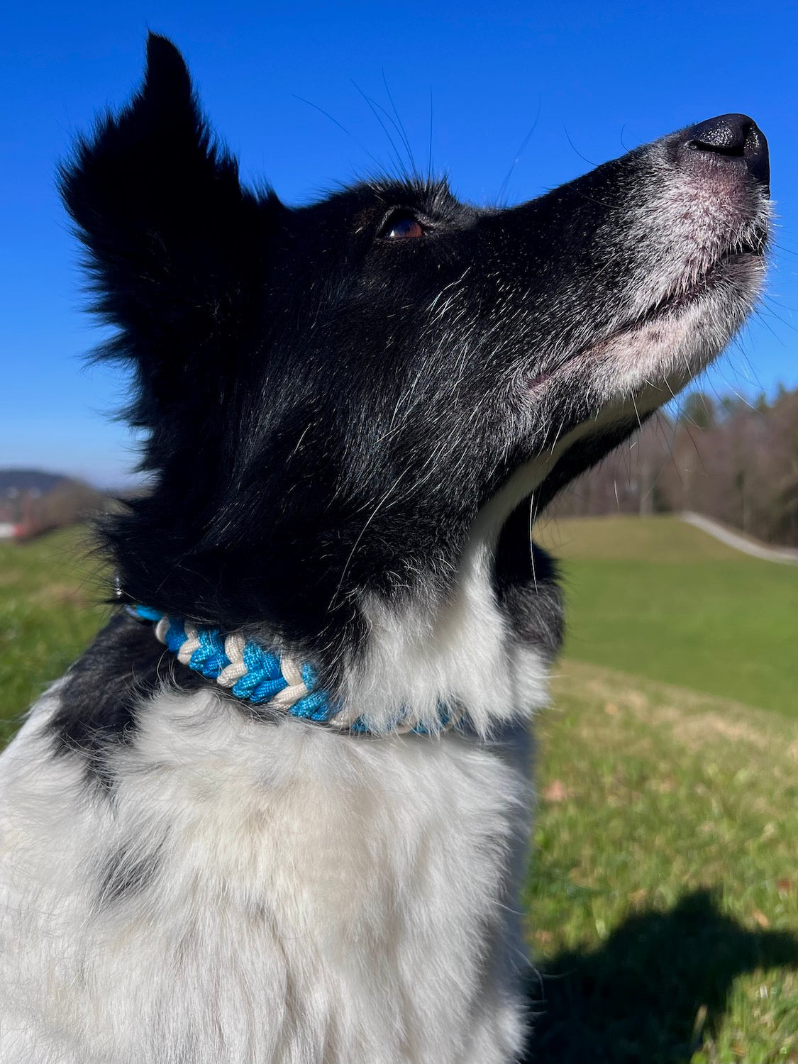 Handgefertigtes Hundehalsband blau