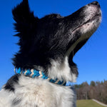Handgefertigtes Halsband Hund