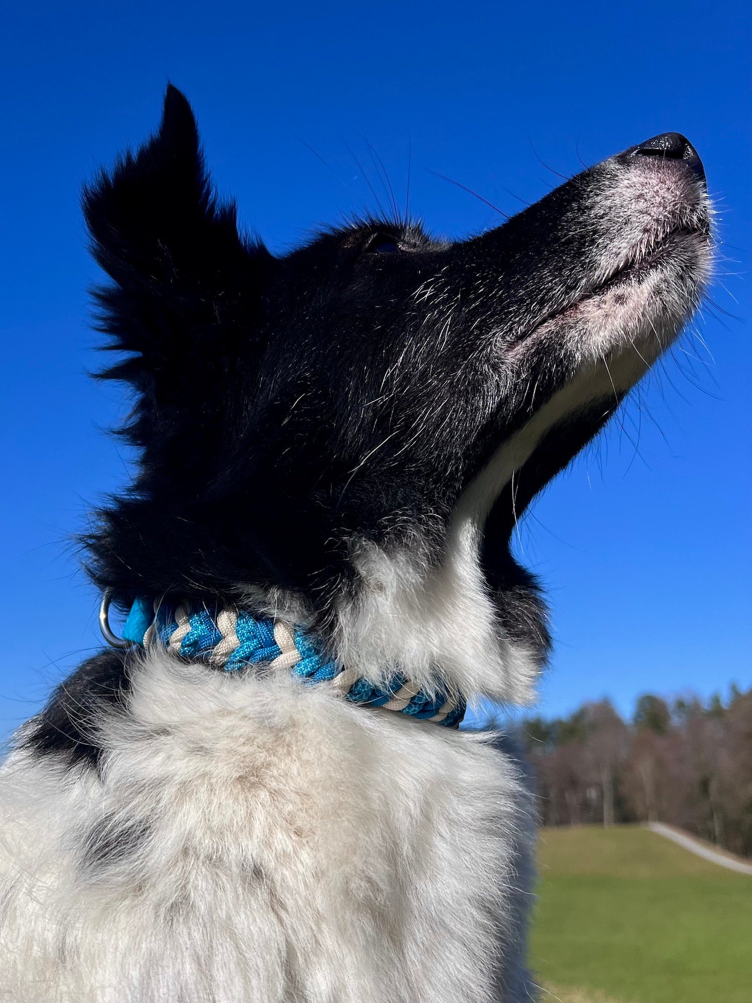 Handgefertigtes Halsband Hund