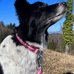 Paracord Hundehalsband Rosa