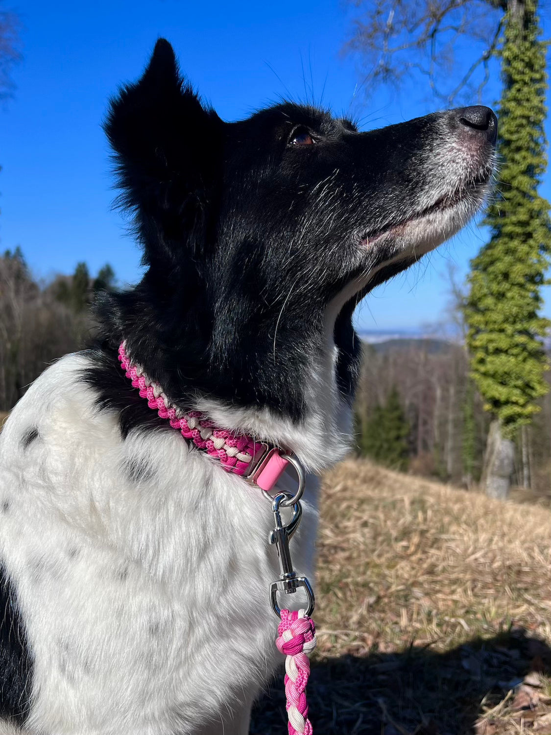 Paracord Hundehalsband Rosa