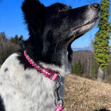 Paracord Hundehalsband Rosa
