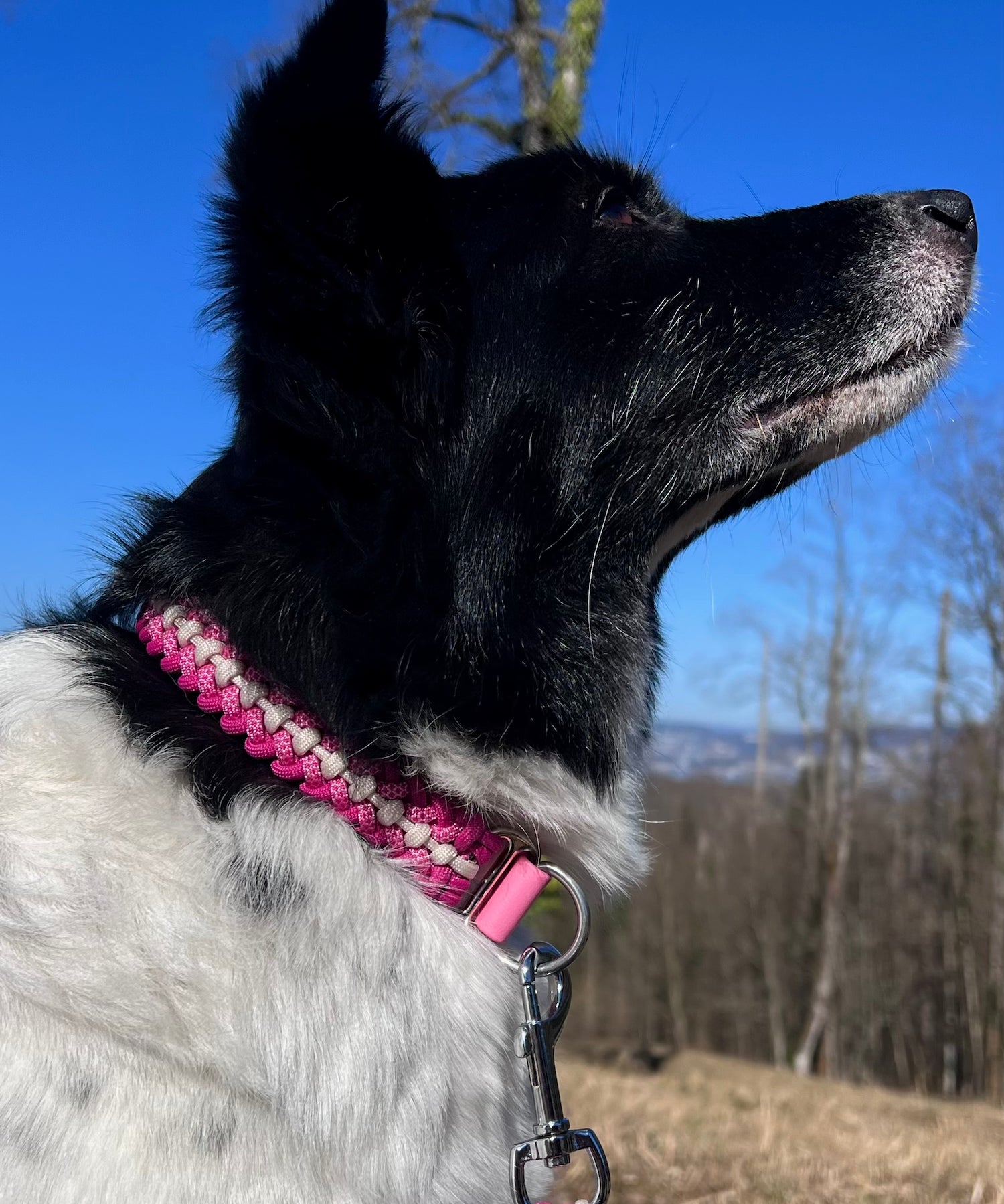 Paracord Halsband Hund pink