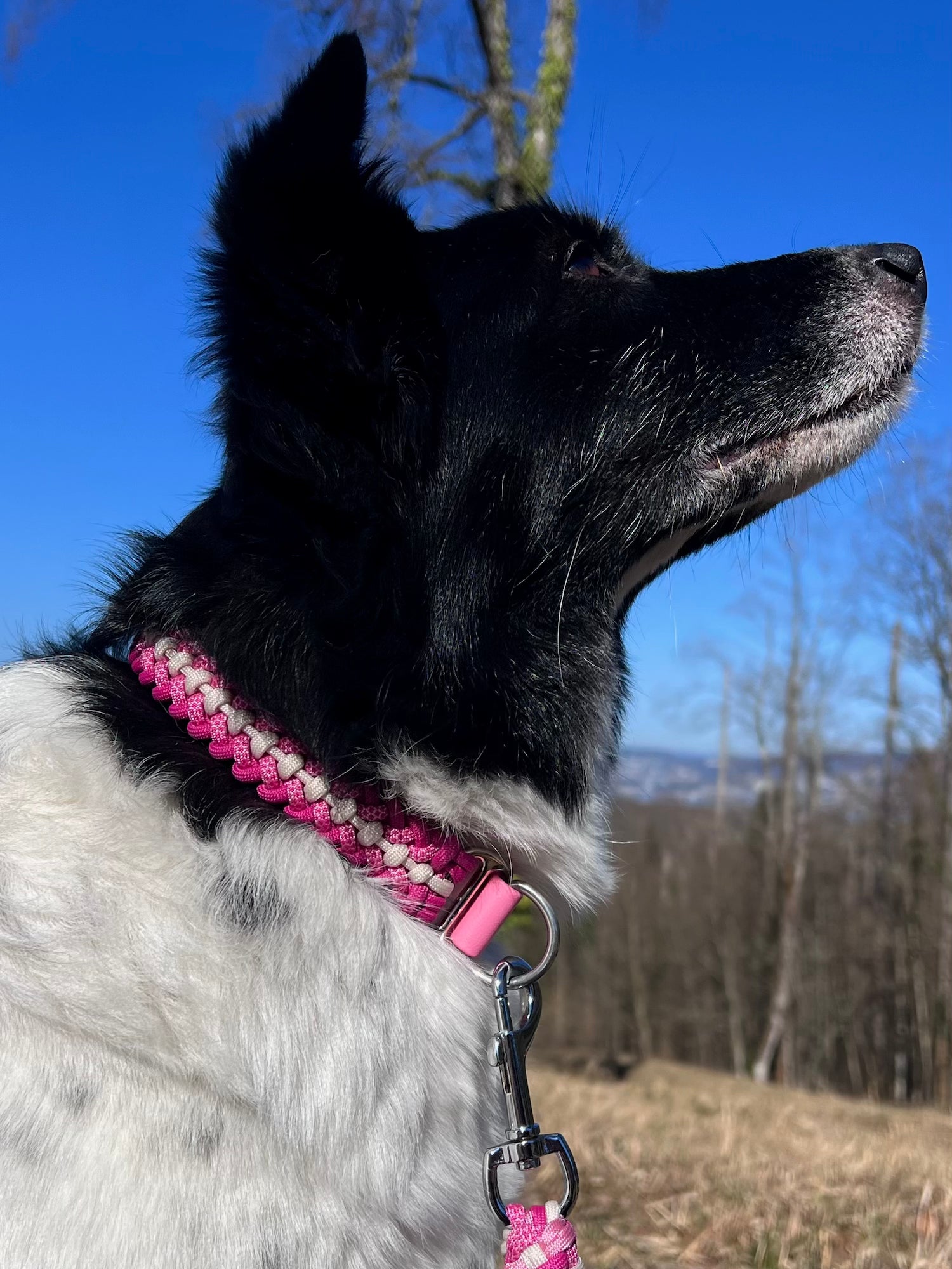 Paracord Halsband Hund pink