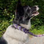 Paracord Hundehalsband Friendship