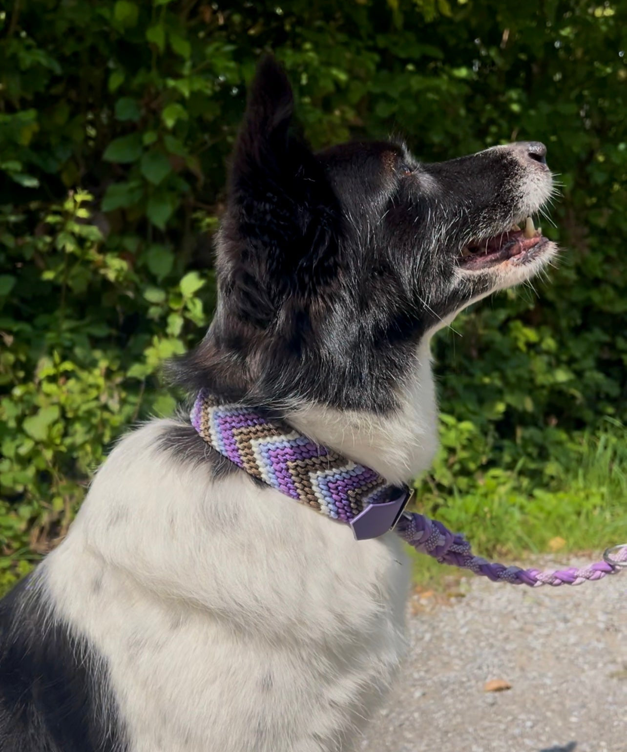 Paracord Hundehalsband Friendship