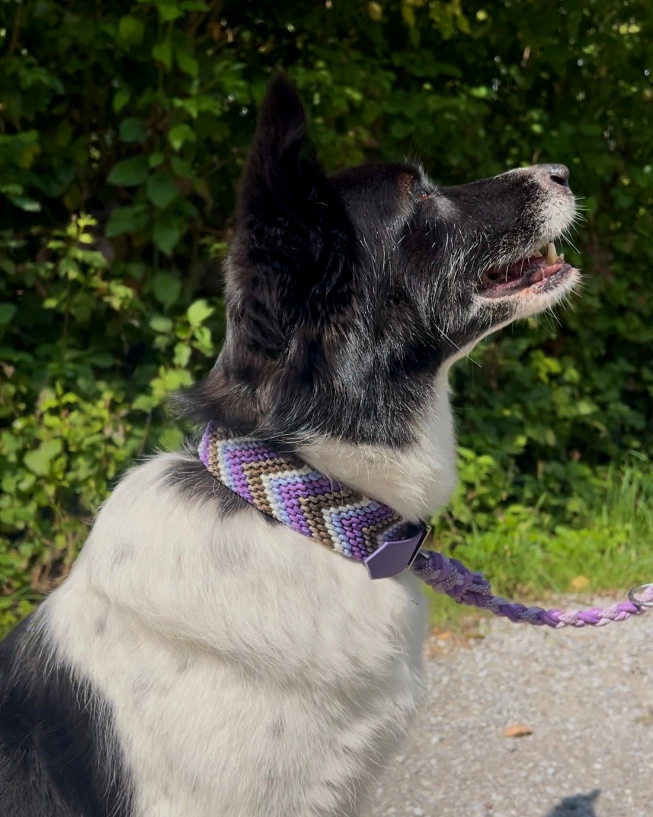 Paracord Hundehalsband Friendship