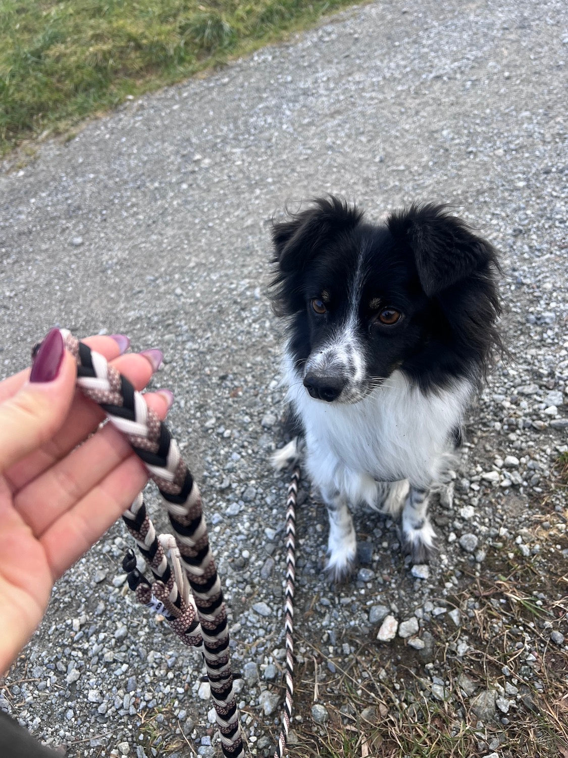 Handgefertigte Hundeleine Paracord