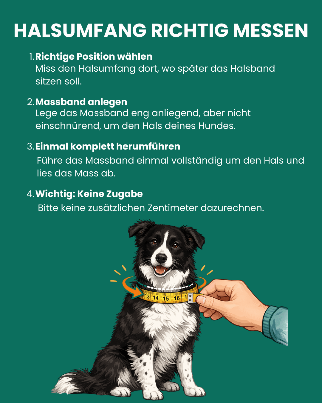 Halsumfang Hund richtig messen