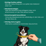 Halsumfang Hund richtig messen